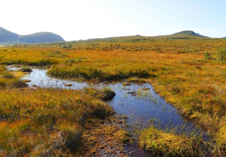 Frykter for myra  Ni av ti søknader om bygging i strandsonen langs norskekysten ble godkjent i 2023, ifølge NRK. Nå frykter organisasjonene at akkurat det samme skal skje med myrene. Foto: Louise Thoresen